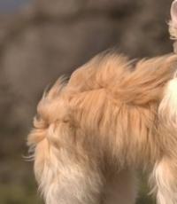 Китайський чубатий собака - опис, характер та фото породи
